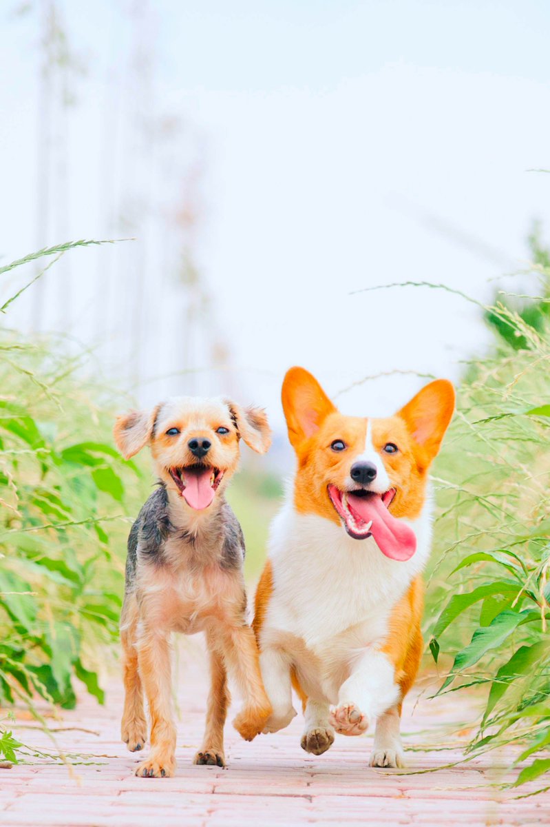 DailyDog_'s tweet image. Here&apos;s the #Dog of the day

 #Dogs #DogLover #DogsOfTwitter

Credit to Alvan Nee at unsplash.com/alvannee