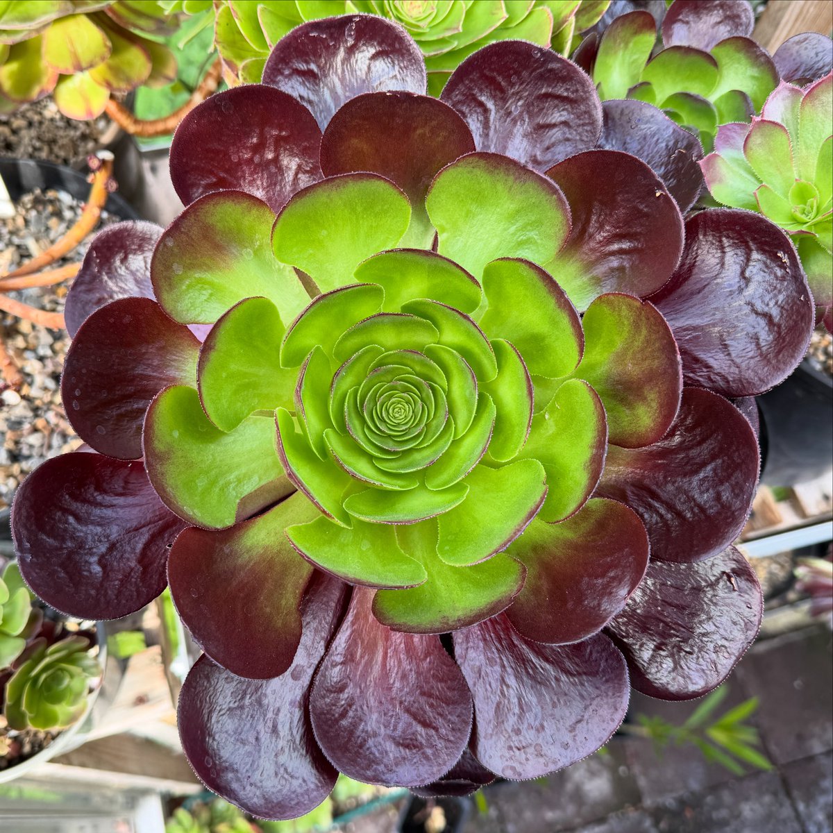 thomasjameswynn's tweet image. xSemponium ‘Destiny’.