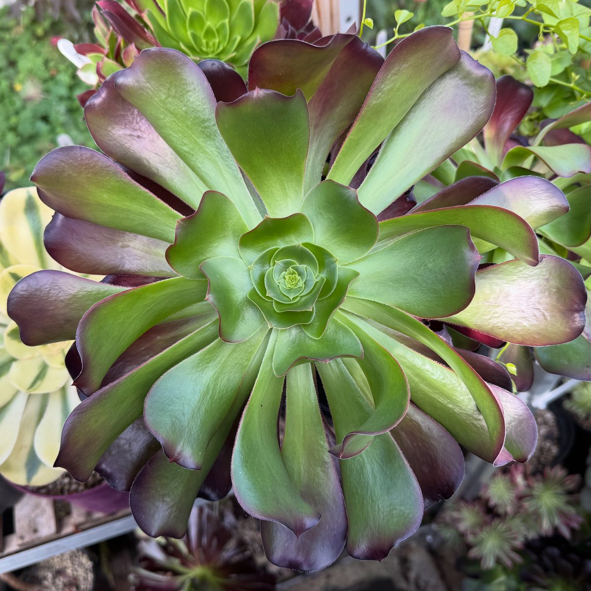 thomasjameswynn's tweet image. Aeonium ‘Cyclops’.