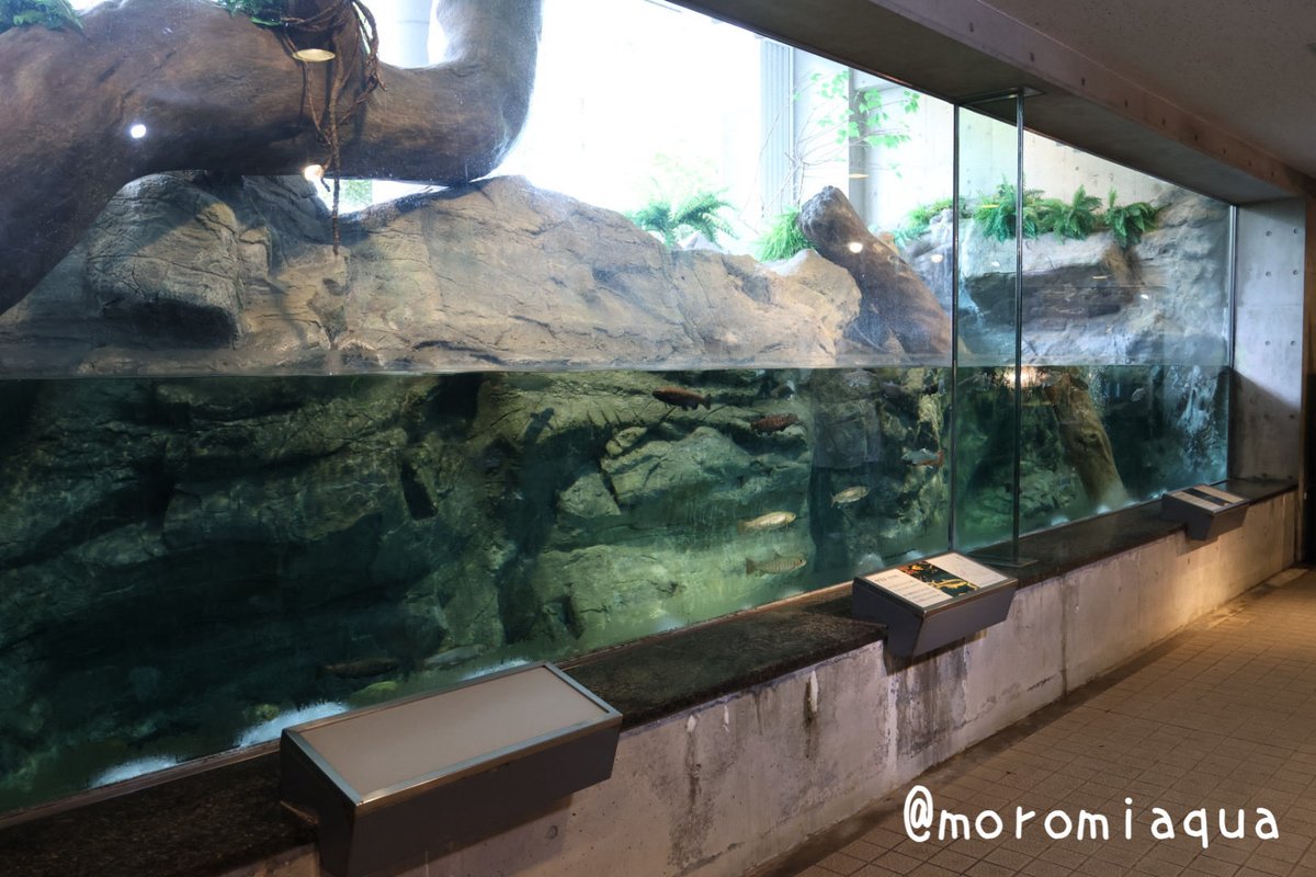 moromiaqua's tweet photo. 今日は群馬県の #みなかみ水紀行館 と、埼玉県の #埼玉県立川の博物館 へ行きました。
みなかみは水族館よりも先の谷川岳へ行く人でバスがすごく混んでて着くまでが大変でした😅でもトンネル水槽もあり結構好き。
川の博物館の水槽展示はほんの少しでしたが、博物館部分と合わせて楽しめました。 https://t.co/CG4SbYlXhK