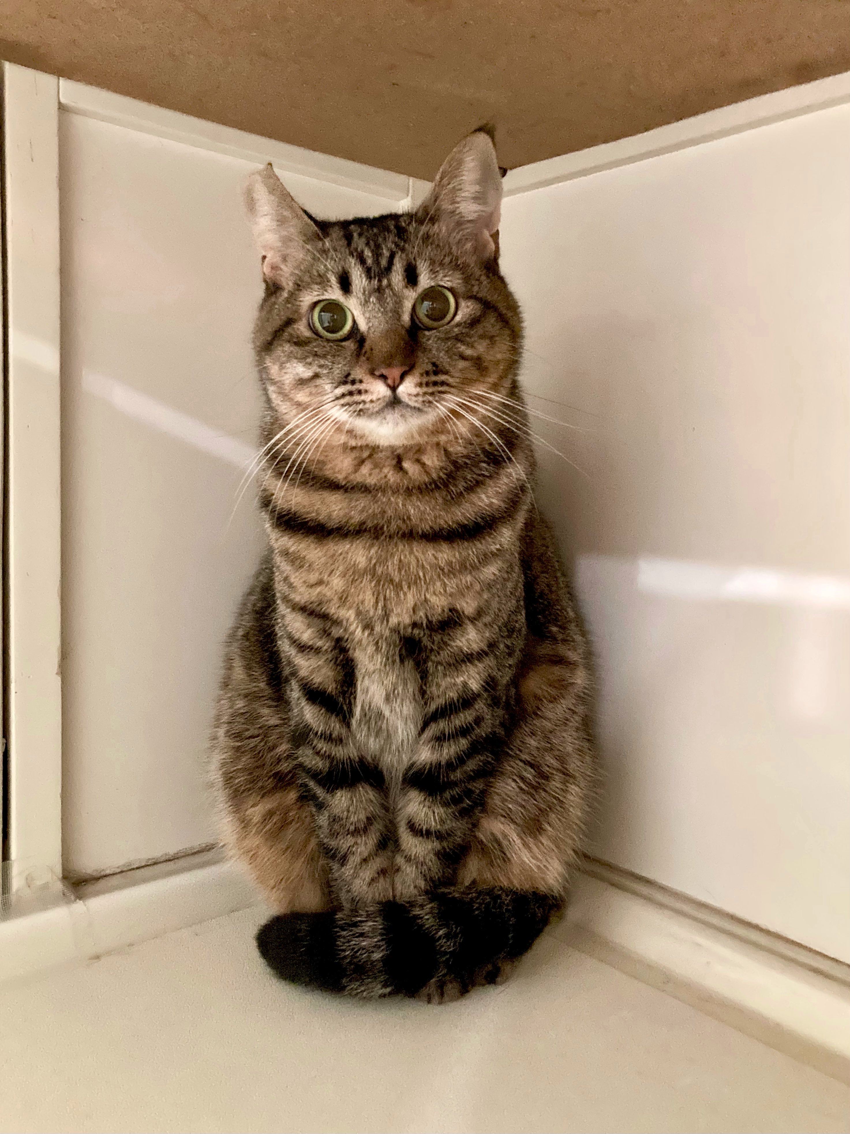 にゃん太郎 (@nyannyan__taro) / X