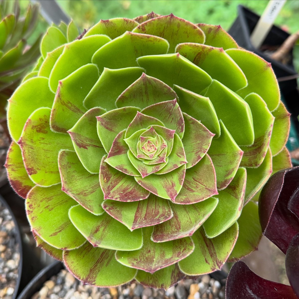 thomasjameswynn's tweet image. Aeonium ‘Big Bang Rose’.