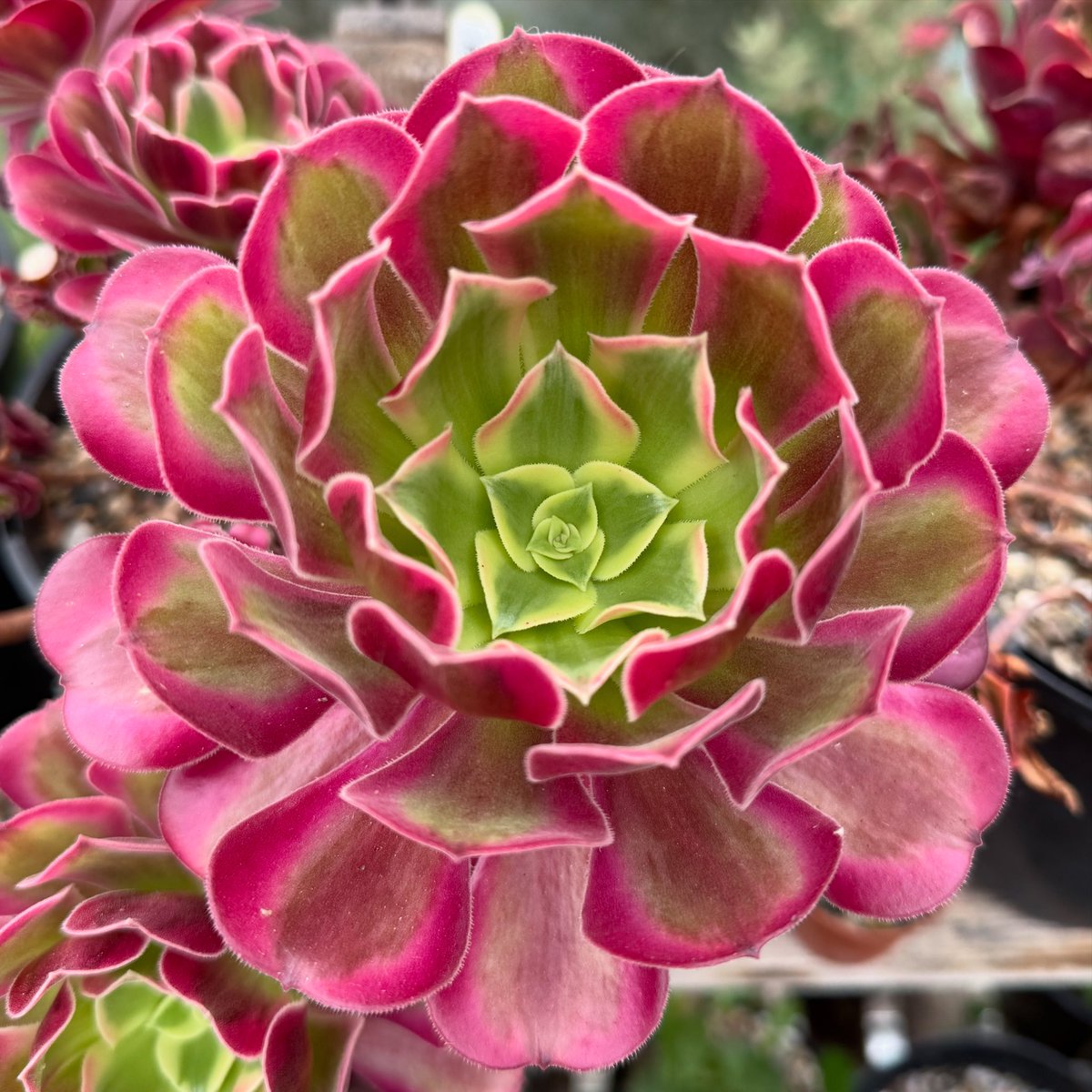 thomasjameswynn's tweet image. Aeonium ‘Medusa’.