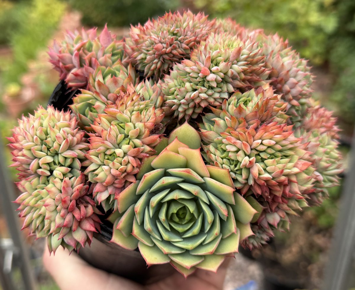 thomasjameswynn's tweet image. Echeveria ‘Ramillette’ Crested.