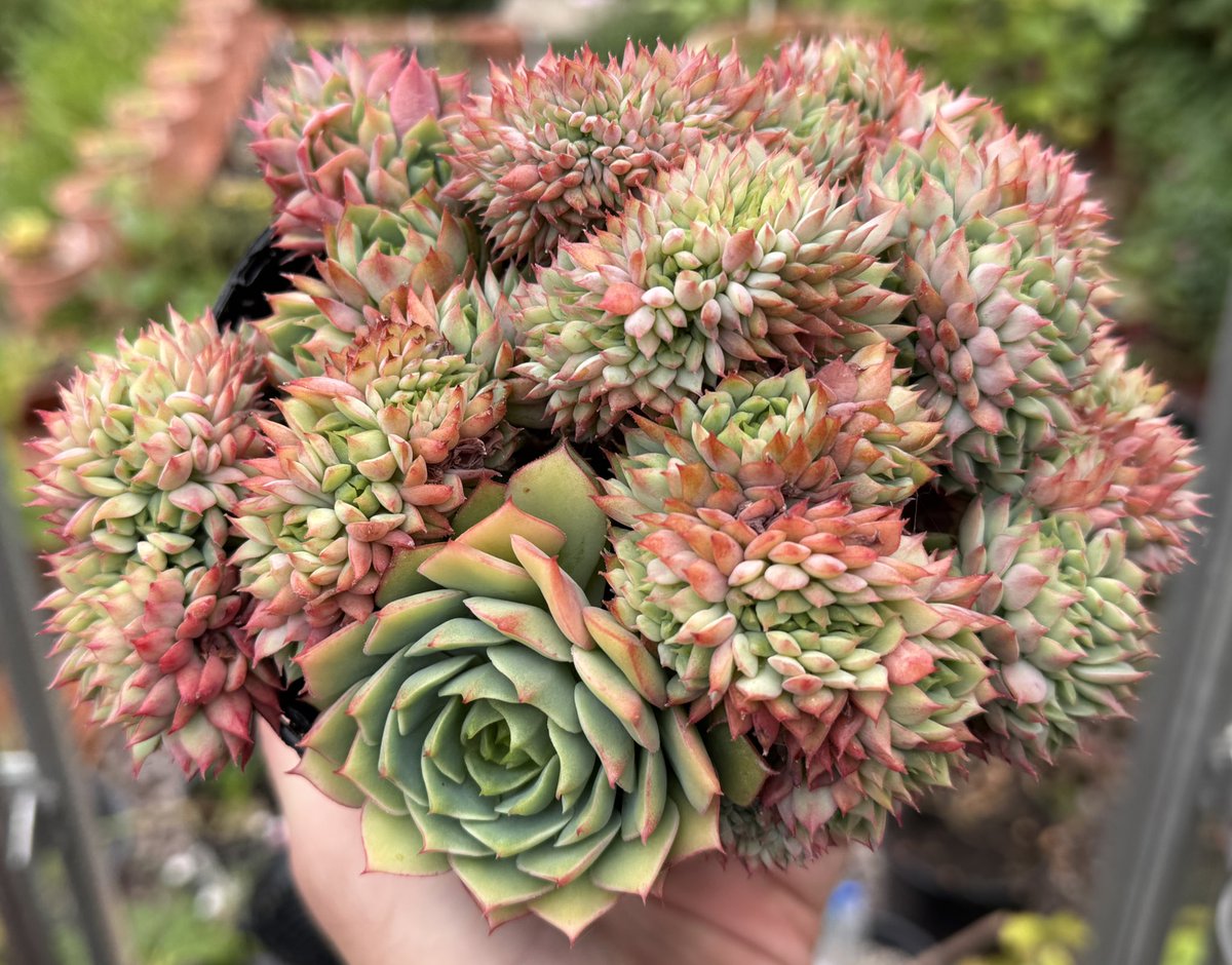 thomasjameswynn's tweet image. Echeveria ‘Ramillette’ Crested.