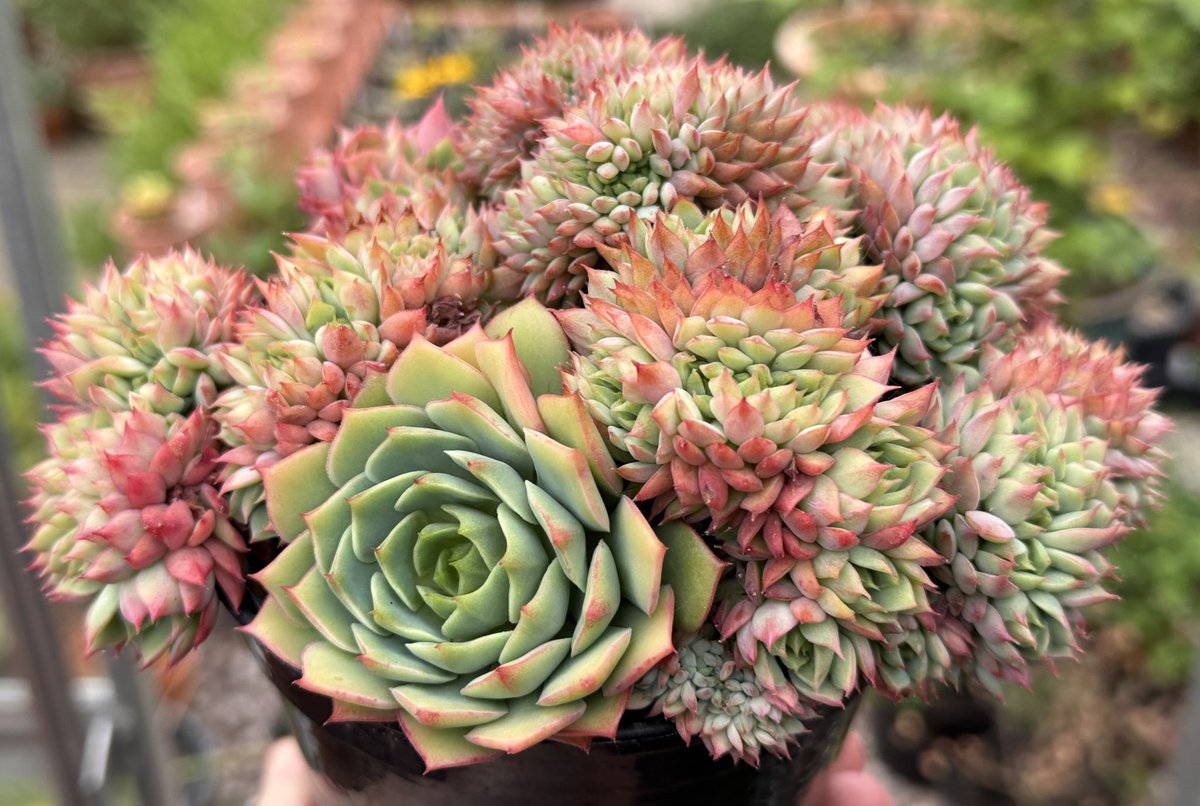 thomasjameswynn's tweet image. Echeveria ‘Ramillette’ Crested.