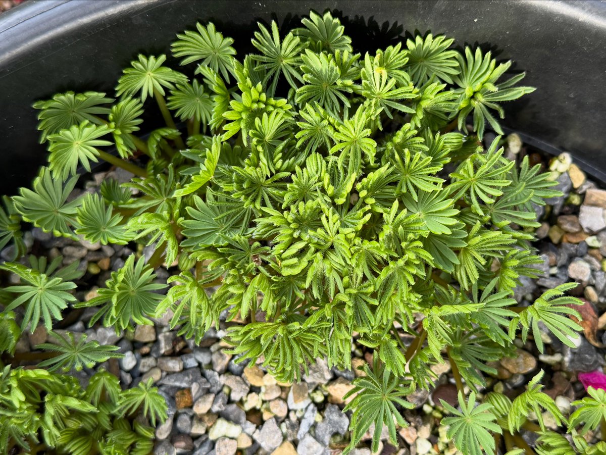 thomasjameswynn's tweet image. Oxalis palmifrons.