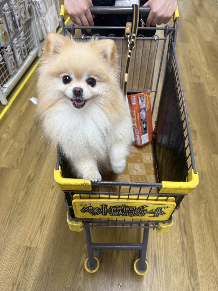 ポメラニアンの人様 ポメラニアンの人様 ポメラニアンの若様 (@pomeranian_waka) / X