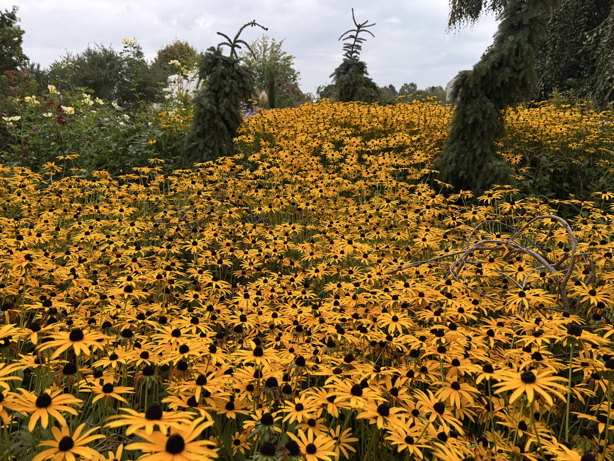 thomasjameswynn's tweet image. Rudbeckia, John’s garden at Ashwood nurseries.