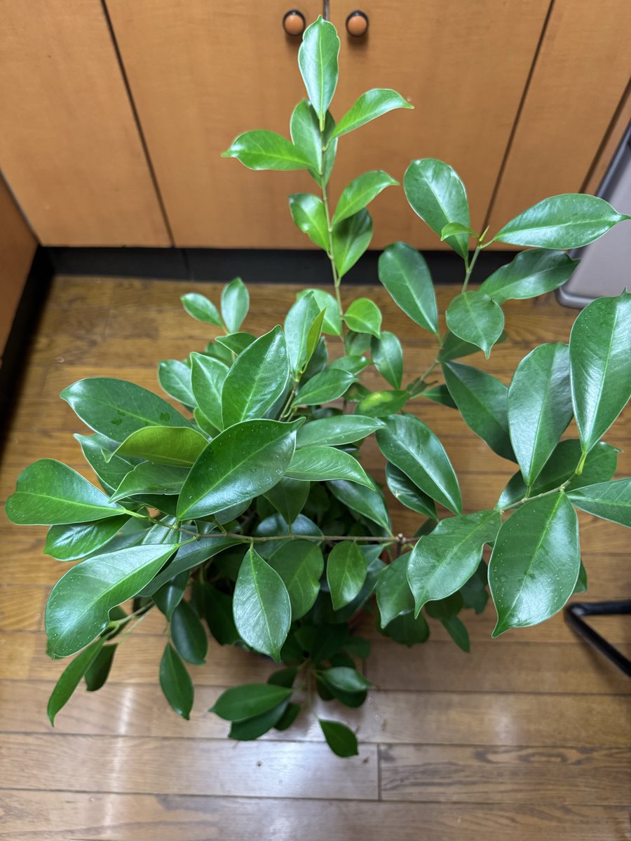 かずにゃん かずにゃん♪ (@kAz_FLO) / Posts / X