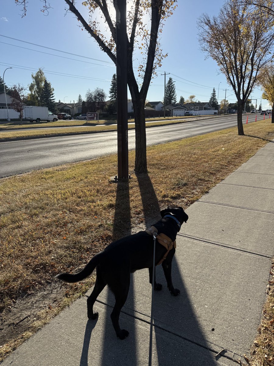 Jake72545474's tweet image. In the shadow of a light pole and a tree.
No sun for me… tee hee hee.
Said Jake to the sun.
Just for fun. 😂 🐕🦺 🇨🇦 #BlackLabrador #Retriever #Calgary