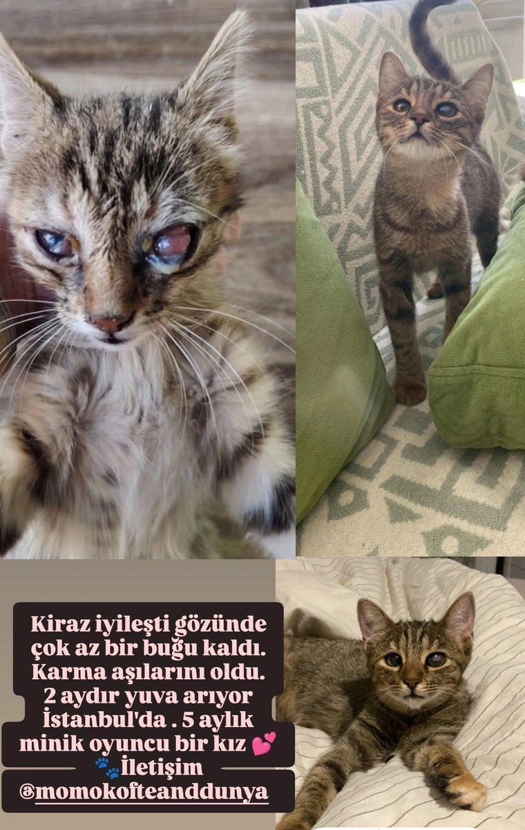 Günaydın bugün Kiraz'a yuva bulalım mı aylardır yuva arıyoruz