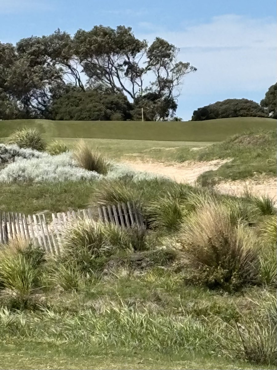 vanDiemenChris's tweet image. Always great at Lonsdale Links - quality golf with some quirk for fun! Lots of #teatree, no #cypress,  no drops from divots! @AusGolfPassport @seedgolfco