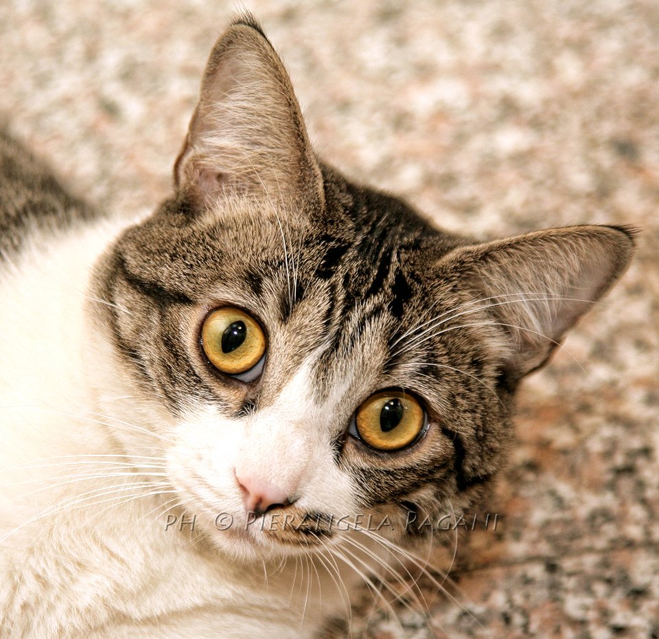 @ferrarisergio4 tweet media