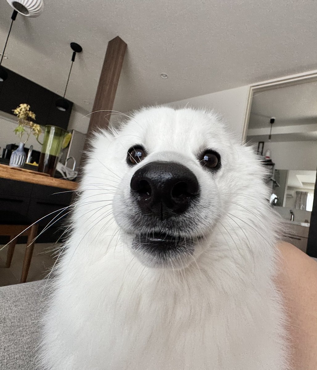 zknc_'s tweet image. 原稿の進捗やばすぎて今日夫が気を利かせて子供を両親に預けて自分は友達と飲みに行ってくれてやっと人目を気にせず原稿できるストレスなしの環境が出来てめちゃ嬉しいんだけど犬がいるせいで何も進んでません