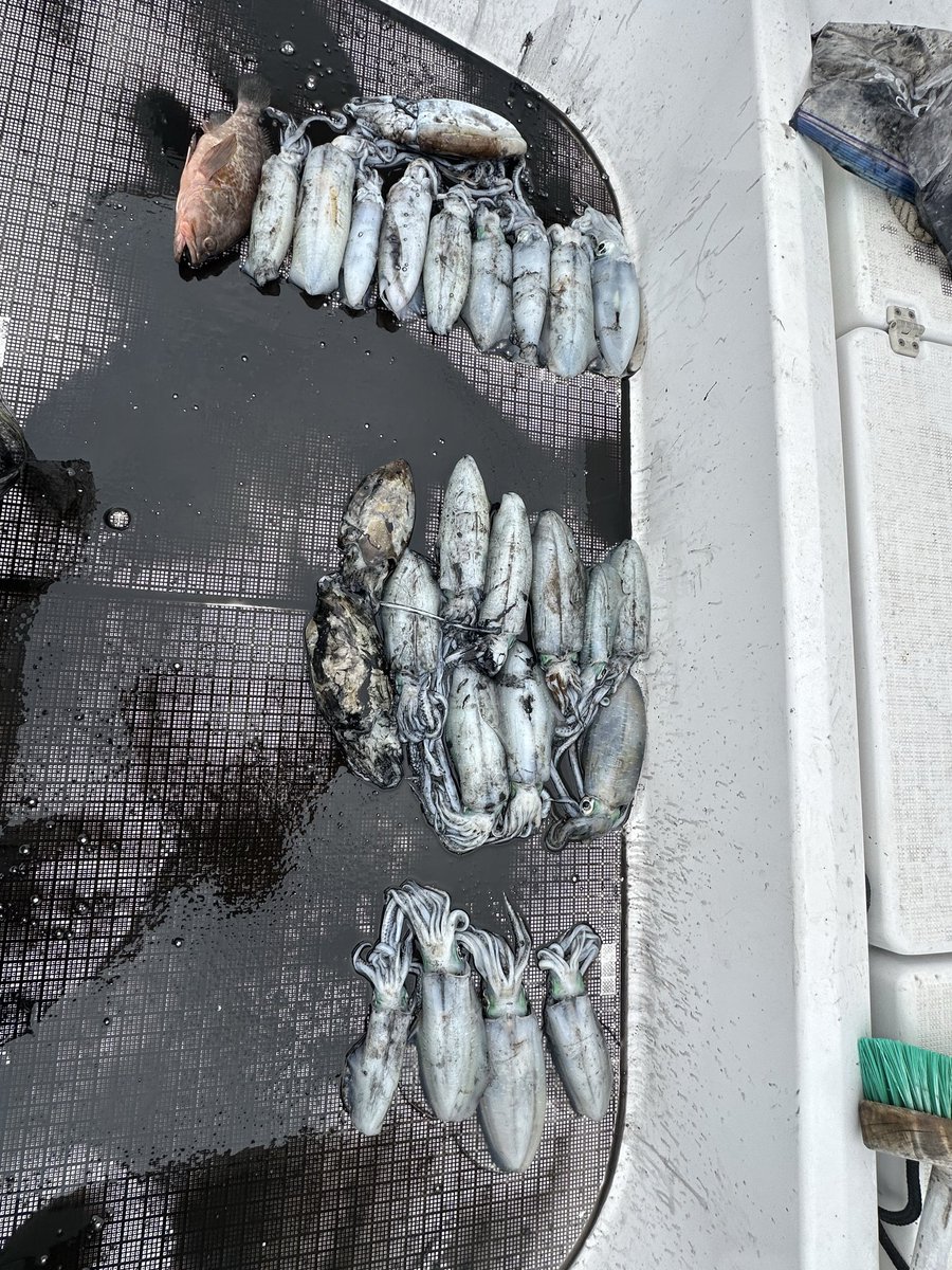 B19187219's tweet photo. 秋イカおもろい🦑

ティップがランしまくりでした🎣 https://t.co/ps3Iw4RB9D
