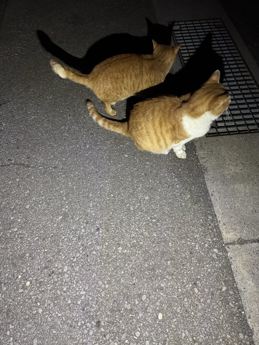 本日 出演の猫ちゃん達 #ポコチャ #猫 #猫ライバー #茶トラ