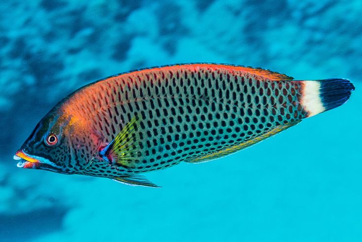 findurnemo's tweet image. Thank you, @Alcoholcorrupts, for collecting more CryptoFish! 🙏

I appreciate your research to find a rare gem.

Today’s Catch:
- Pseudodax moluccanus, Raja Ampat (LC), the Chiseltooth Wrasse

Fun Facts:
- P. moluccanus is a rare, monotypic marine fish, the only member of its…