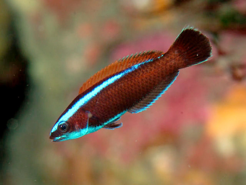 findurnemo's tweet image. Thank you, @Alcoholcorrupts, for collecting more CryptoFish! 🙏

I appreciate your research to find a rare gem.

Today’s Catch:
- Pseudodax moluccanus, Raja Ampat (LC), the Chiseltooth Wrasse

Fun Facts:
- P. moluccanus is a rare, monotypic marine fish, the only member of its…