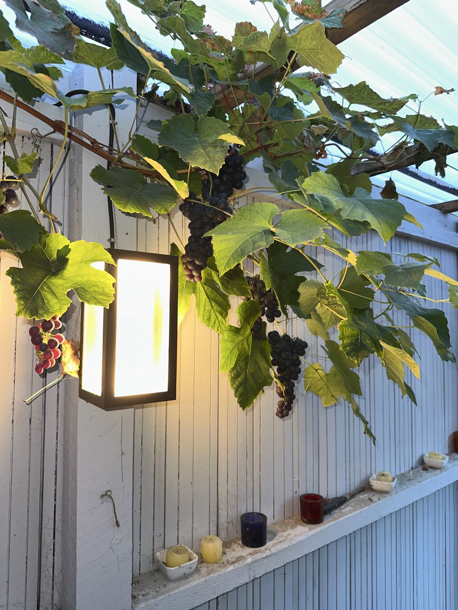 oz1lqo's tweet image. Jeg kan det bare 😎👍🏼😋🥘 #familiehygge #forstadsliv #spanien #søhøjlandet #nuerdetefterår #paellaskills #hvemgørpandenren