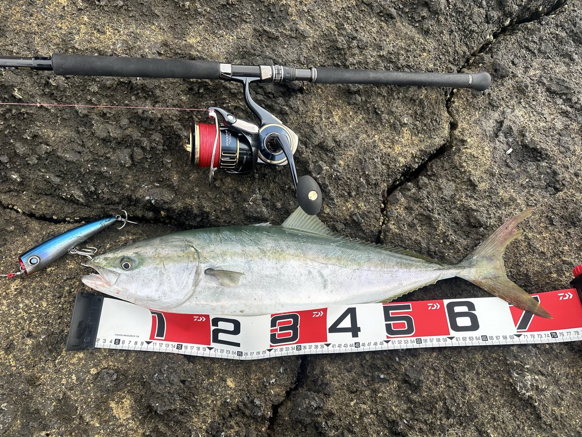 yupo_angler's tweet photo. 今期初青物ゲト😁
強い引きを堪能させてもらいました☺️

タックルデータ
ロッド　DRAGGER BT 93XH
リール　25ソルティガ　20000-P
ライン　ソルティガデュラセンサー　12EX 8号
リーダー　オーシャンレコード　150lb
ルアー　ソルティガ　フロッサー　170F

#DAIWA
#SALTIGA
#DRAGGER
#25ソルティガ https://t.co/HtY2shAmjP