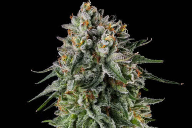 JoinStrainly's tweet photo. FRESH DROP by Tiger Autoflower Seeds  on Strainly!

Buy (BUY TWO 30-PACKS GET ONE FREE!) OC ORANGES X CARIBBEAN - $60 per unit on Strainly. Did you pay attention!

Link in bio.

#firedrops #homegrowing
#heatquest https://t.co/Y9AL3Jm2ng