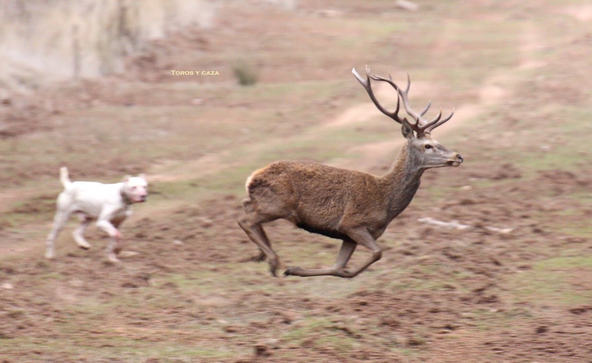 Comienza la sinfonía de la sierra.
#monteríaespañola
#losengarbos
#barrancofomez
#regala