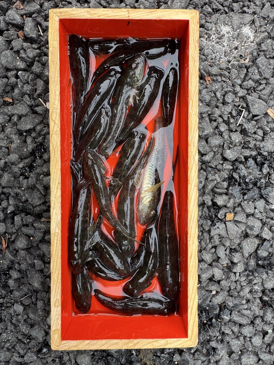 すかたん 🇯🇵326 Fairlady Z Static x Outlip🇯🇵 #鬼キャン #シャコタン