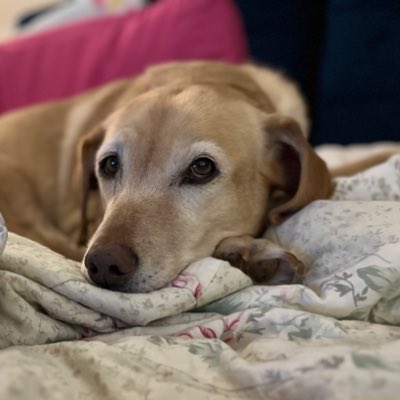 Dame Chloe ArcherPuds tweet media