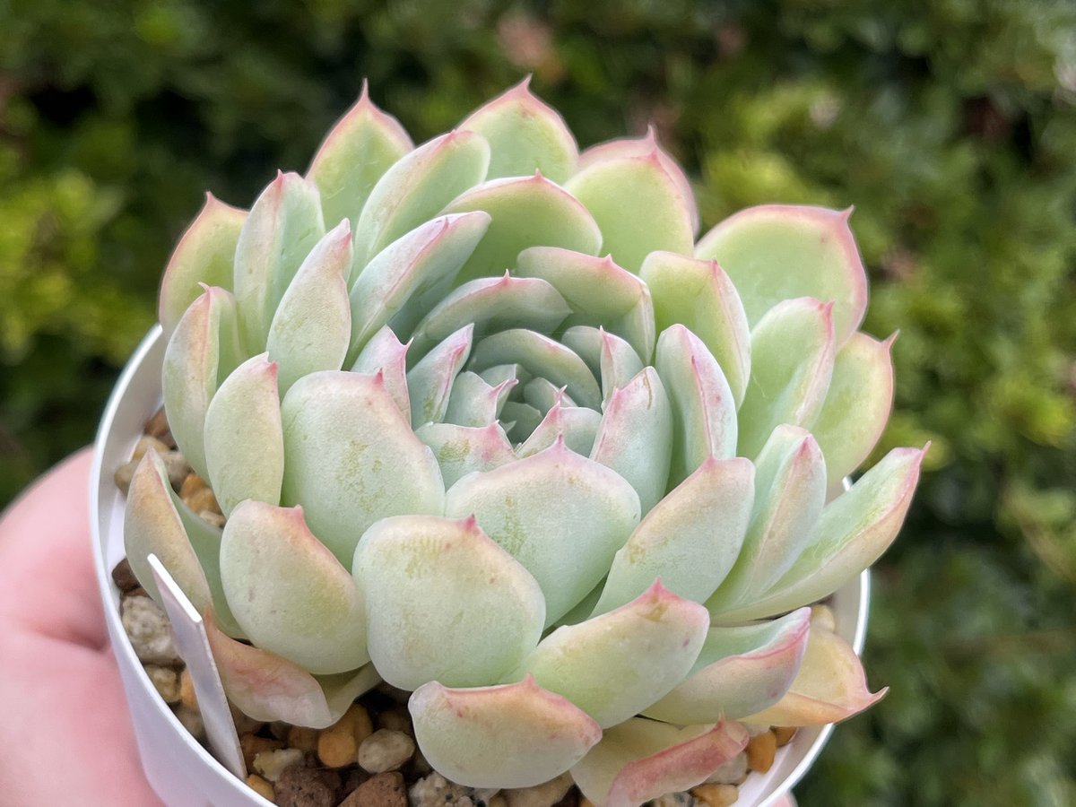RaspberryseaSuc's tweet image. 花月夜。
素敵な名前だなぁ🥰
読み方色々あるのかもだけど、私の中では「はなづきよ」読みが一番好き。
冬にはもっと可愛くなっておくれ〜✨️