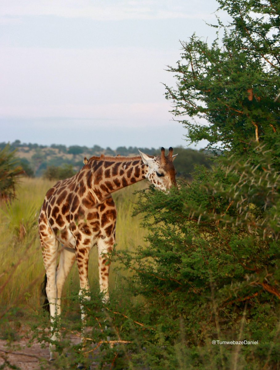 danTumwebaze256's tweet image. I took these photos 📸🦒
#VisitUganda #wildlife