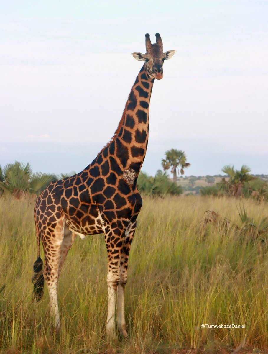 danTumwebaze256's tweet image. I took these photos 📸🦒
#VisitUganda #wildlife