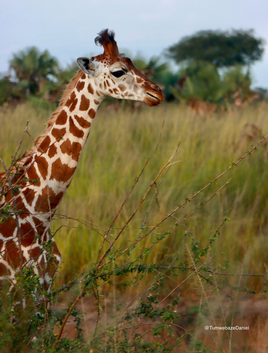 danTumwebaze256's tweet image. I took these photos 📸🦒
#VisitUganda #wildlife