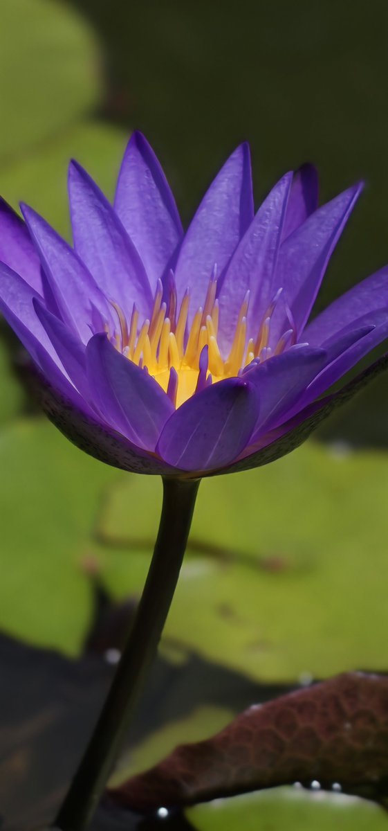 Natural detail, minimal noise, something most Galaxy flagship users never see, simply because it’s not the default.

2nd photo is a cropped zoom-in from the 1st original shot. No edit.