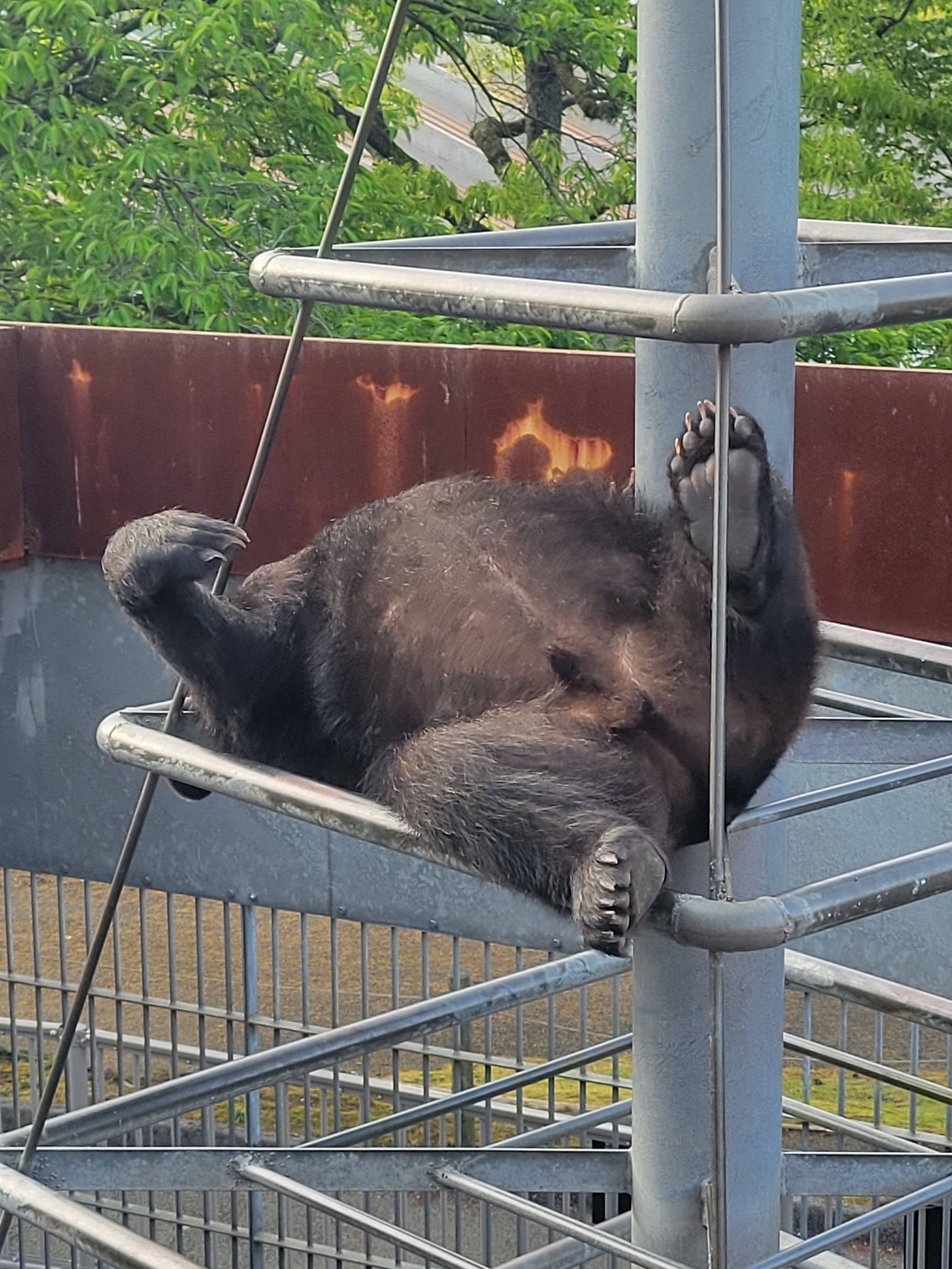 阿蘇カドリー・ドミニオン【公式】 on X: 