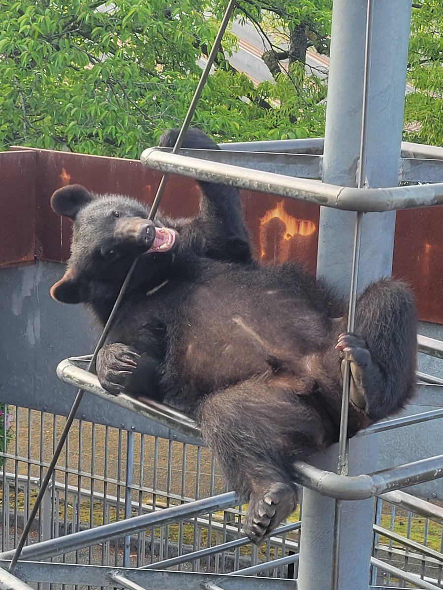 ふぁぁ～！よく寝た～🥱🐻 #ニホンツキノワグマ #ひかるくん #子グマ