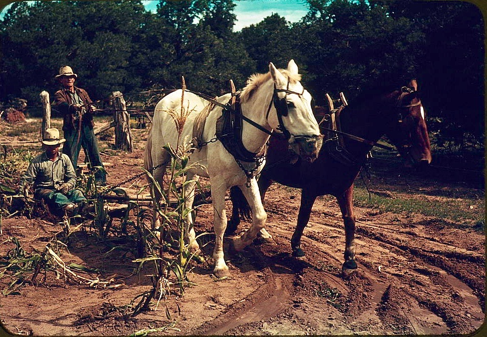 LRonLacy's tweet image. In #OCTOBER 1940
‘Harvesting new corn from the field of Jim Norris, Pie Town, New Mexico’ #colorphotography by #RussellLee (1903-1986) for the #FarmSecurityAdministration
October 1940
#PieTown #NewMexico #homesteading #homesteaders #farming #farmers #horses #corn #maize #harvest
