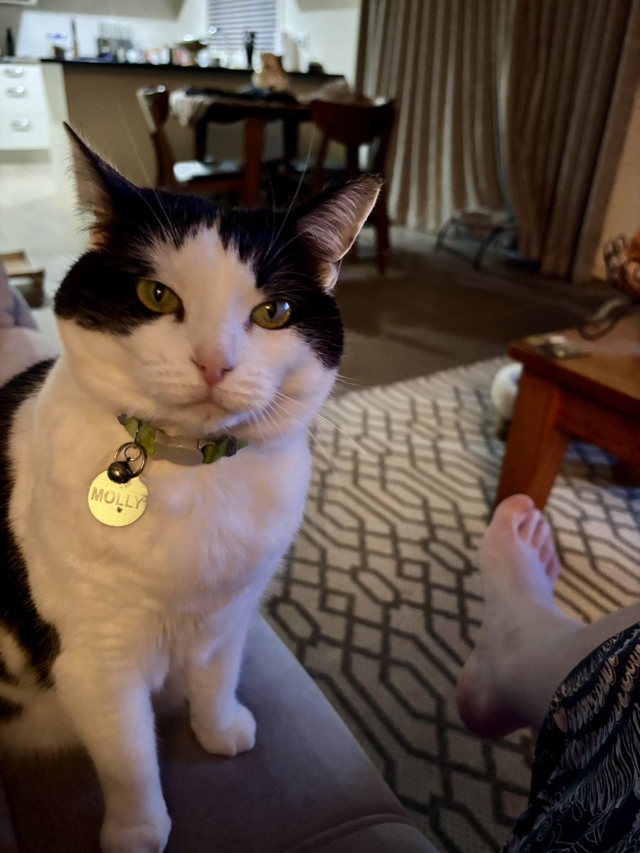Head rubs now please!