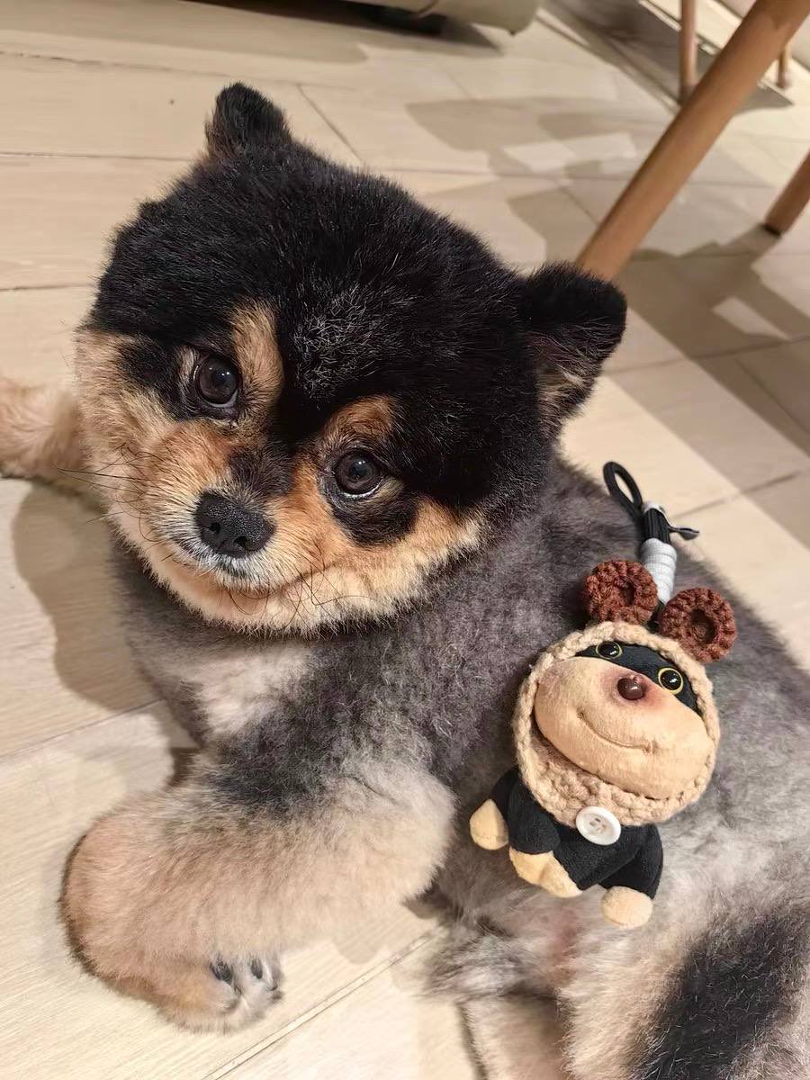 beedog_bsc's tweet image. 🐝 谢谢每一位支持蜜蜂狗的朋友 💛
为了回馈大家，我们准备了 50个蜜蜂狗玩偶挂件 🎁

📦 所有人都可以参与抽奖！
✅ 点赞 + 转推 + 评论区留言

让蜜蜂狗陪你一起，见证下一次飞翔 🐶✨