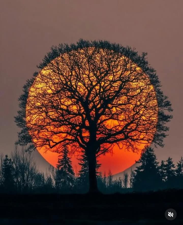 He waited for the sun to set but the tree got there first.