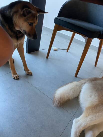 NiallHarbison's tweet image. Bob was a little wary and distant of his sister Nala at first. After a life on the streets with Angelina protecting him (he’s a bit of a softie at heart) he has to make his own way now. 

His mum sent me these photos. He had been observing his sister for the last few days inching…