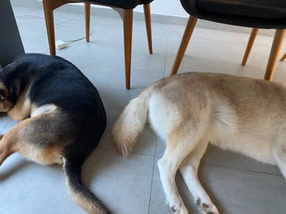 NiallHarbison's tweet image. Bob was a little wary and distant of his sister Nala at first. After a life on the streets with Angelina protecting him (he’s a bit of a softie at heart) he has to make his own way now. 

His mum sent me these photos. He had been observing his sister for the last few days inching…