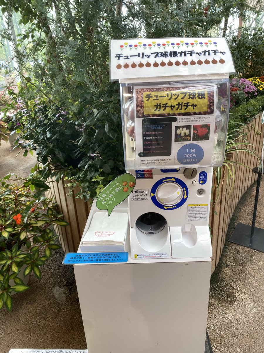 cocoapoisoning's tweet image. 球根ガチャ