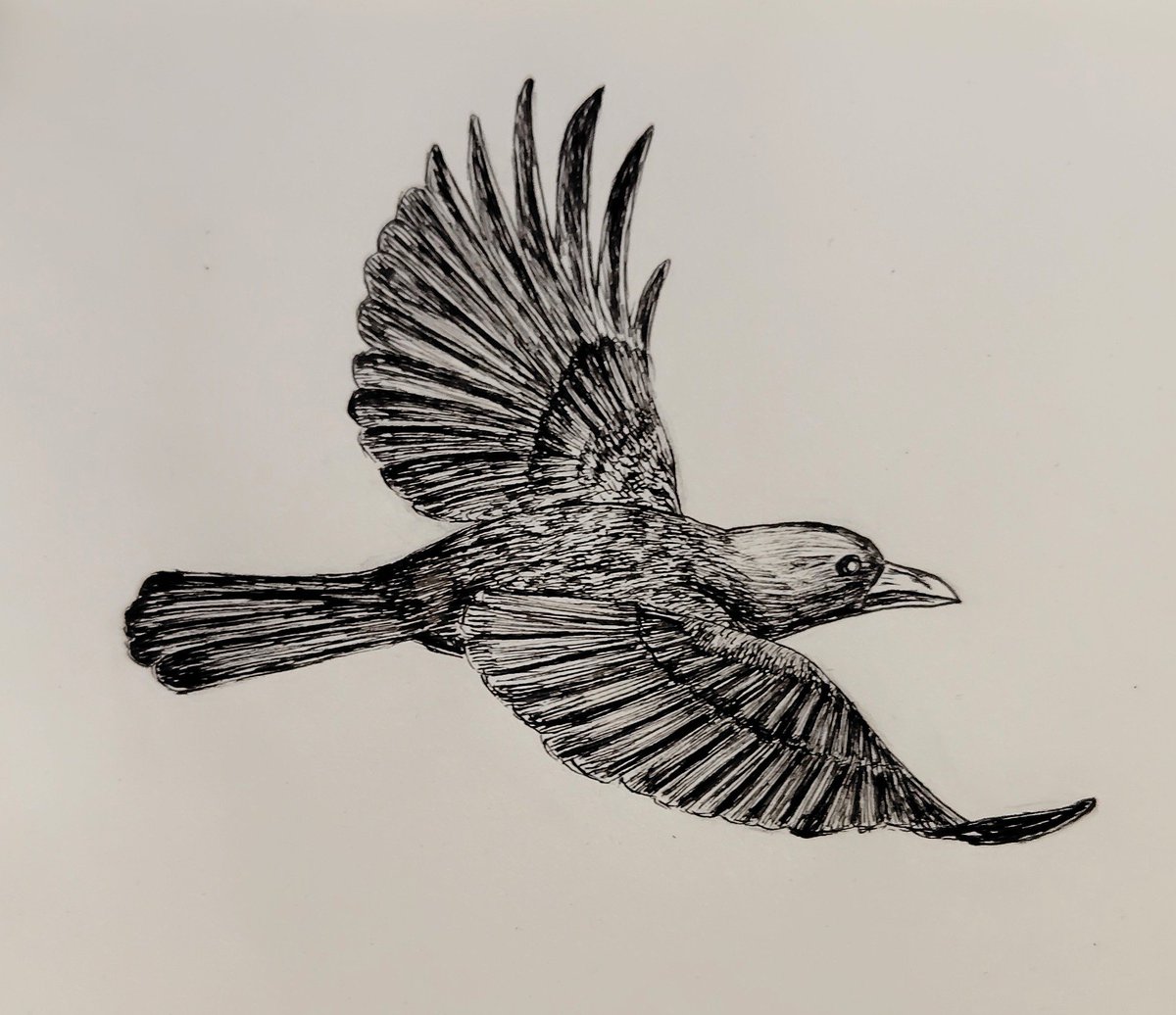 カラスの練習
#ペン画