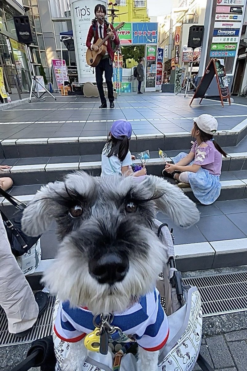 町田で大道芸フェスやってるけど今年は行けないや😔
独特な雰囲気がたまらないよ〜
去年の画像貼っとくね