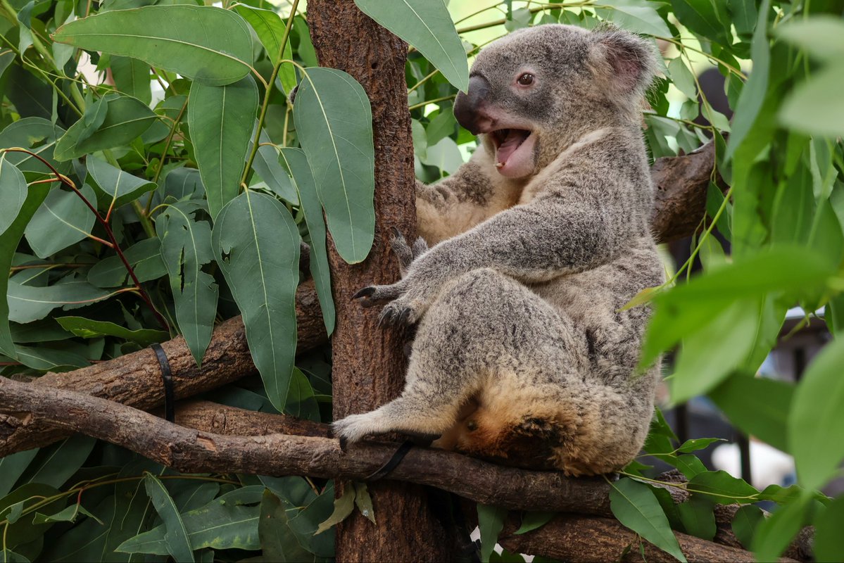 love2koala's tweet image. まぁつぶらな瞳。あなただぁれ？
#コアラ 
#平川動物公園