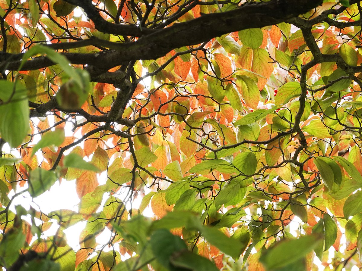 ハナミズキ - Search / X