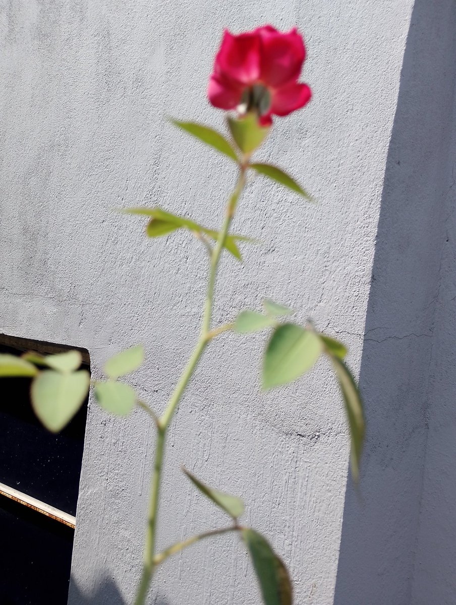 #roses #pinkrose #nature #flower