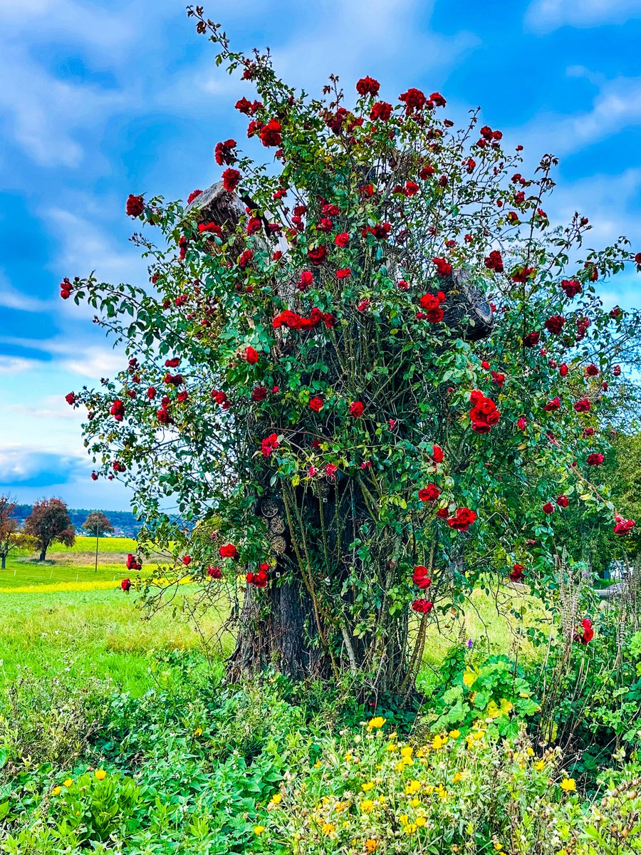 ãã€ãçºð©ðªè¡æ©ãã¬ã€ãKeiko (@_keisroom) on Twitter photo èèã®æšð¹ã ã£ãŠð€
ãžã§ã®ã³ã°ðââïžäžã«çºèŠð¡
æ¯ããŠããŸã£ãæšã®åšãã«èèãæ€ããŠãããçŽ æµãªã¢ã€ãã£ã¢ã
åŸãã«ã¯è¥åã®é»è²ãè±ãåºãããç§ãªãã§ã¯ã®æ¯èгâºïž
ããã«ããŠããã€ãã®ãã®èŸºãã¯æããã®ã§èèããŸã ãããªã«ç¶ºéºð
ðã«ãŒã«ã¹ã«ãŒãš èèã®æšð¹ã ã£ãŠð€
ãžã§ã®ã³ã°ðââïžäžã«çºèŠð¡
æ¯ããŠããŸã£ãæšã®åšãã«èèãæ€ããŠãããçŽ æµãªã¢ã€ãã£ã¢ã
åŸãã«ã¯è¥åã®é»è²ãè±ãåºãããç§ãªãã§ã¯ã®æ¯èгâºïž
ããã«ããŠããã€ãã®ãã®èŸºãã¯æããã®ã§èèããŸã ãããªã«ç¶ºéºð
ðã«ãŒã«ã¹ã«ãŒãš