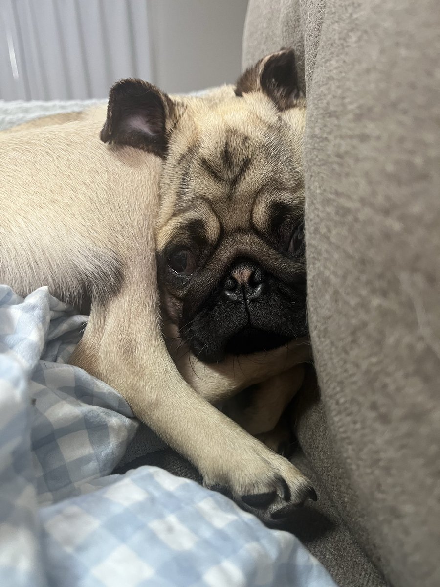 かるかん_5歳パグ/とらや_4歳黒パグ/ざらめ_3歳狆パグ かるかん_5歳パグ/とらや_4歳黒パグ/ざらめ_3歳狆パグ